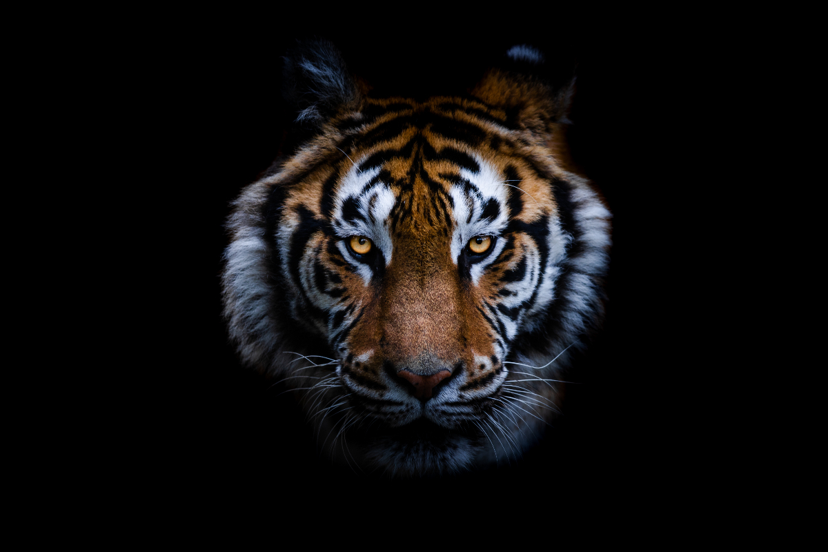 Tigris kínai horoszkóp 2026 a Tűz Ló évére