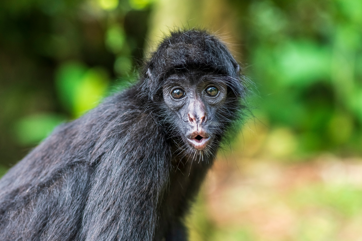 Majom kínai horoszkóp 2026