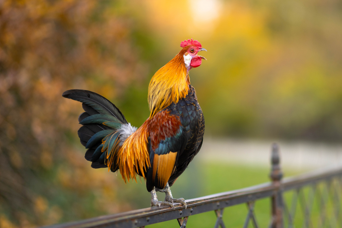 Kakas kínai horoszkóp 2026