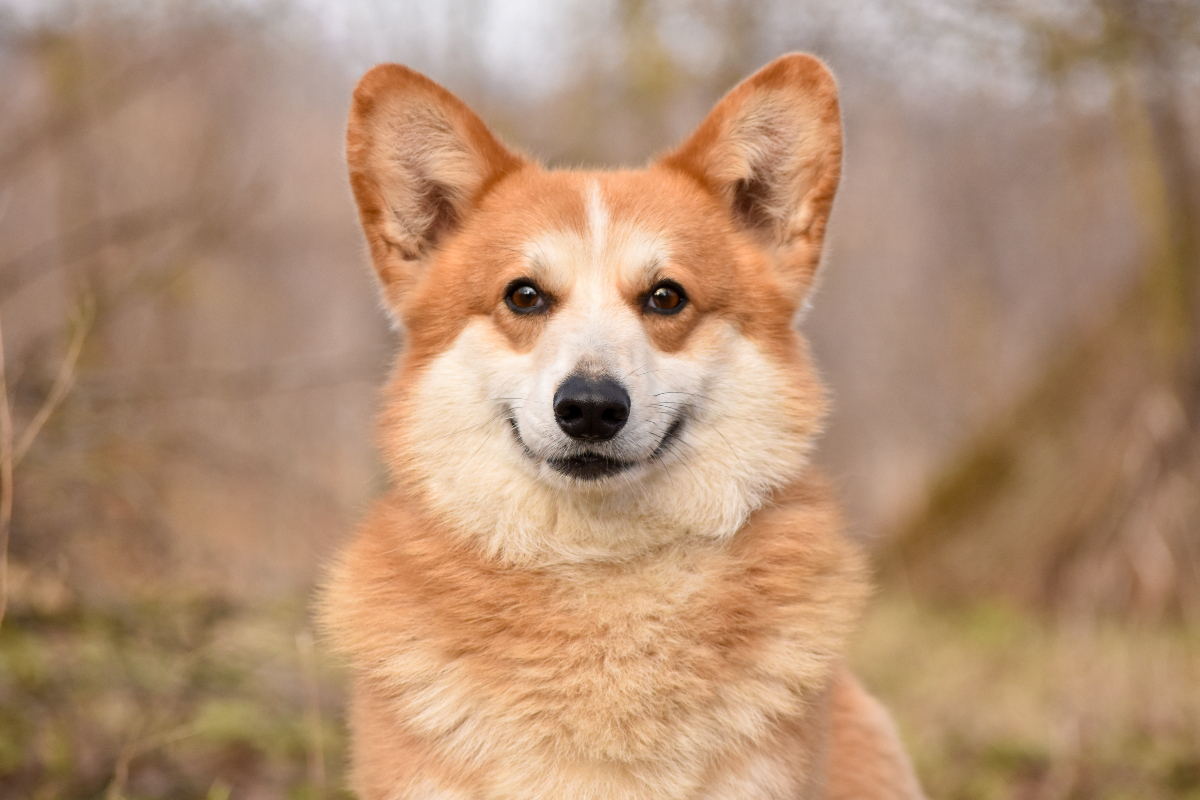 Kutya kínai horoszkóp 2026