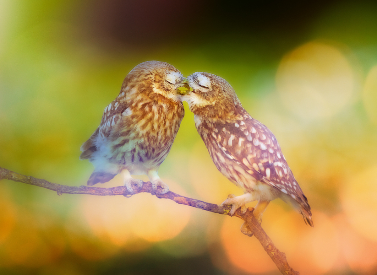 Heti szerelmi horoszkóp az első márciusi hétre
