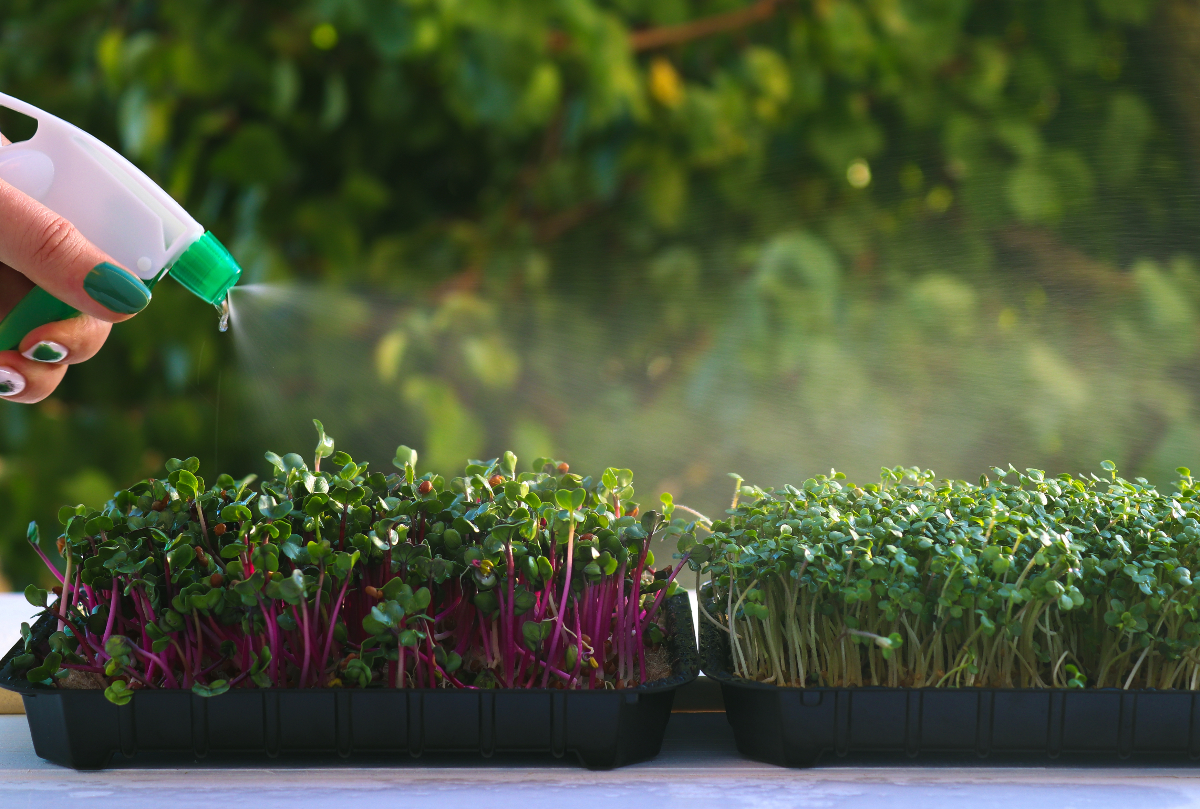Mikrozöldek – ezért olyan egészségesek